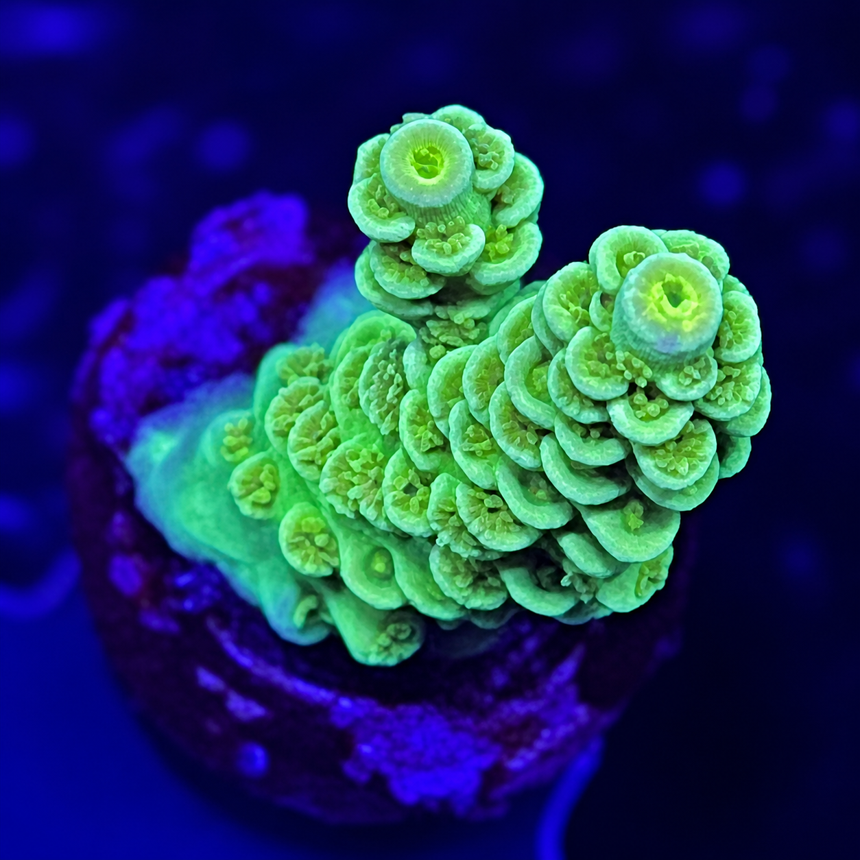 FMC Acropora tenuis green surprise