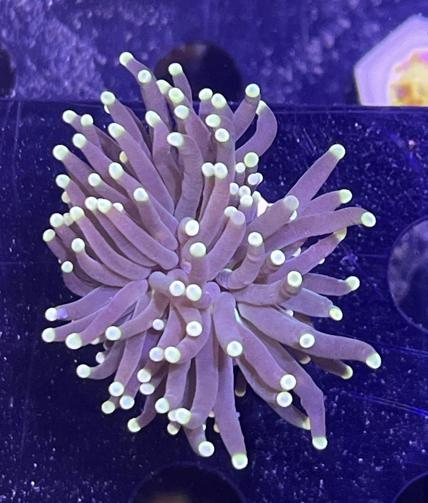 FMC Euphyllia glabrescens Black Torch V