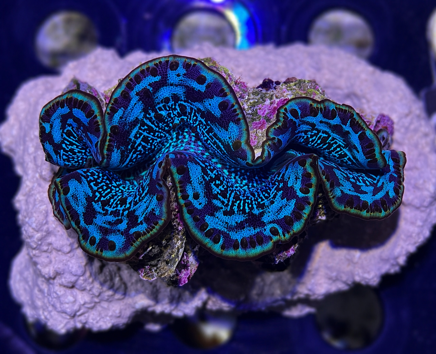 FMC Tridacna maxima