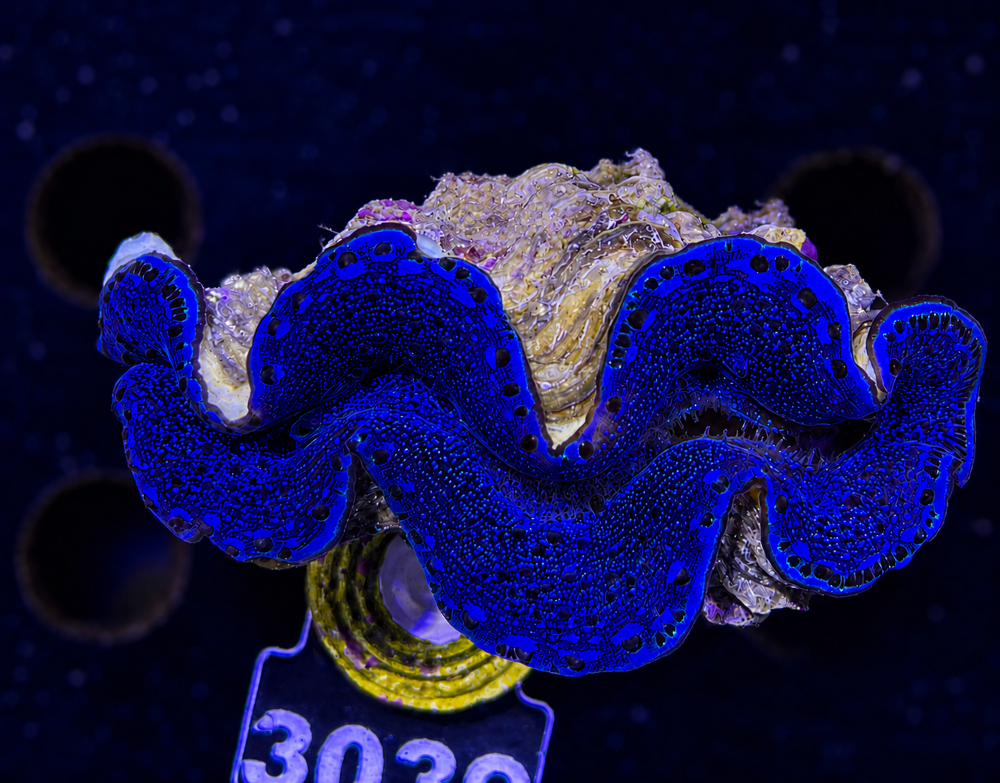 FMC Tridacna maxima