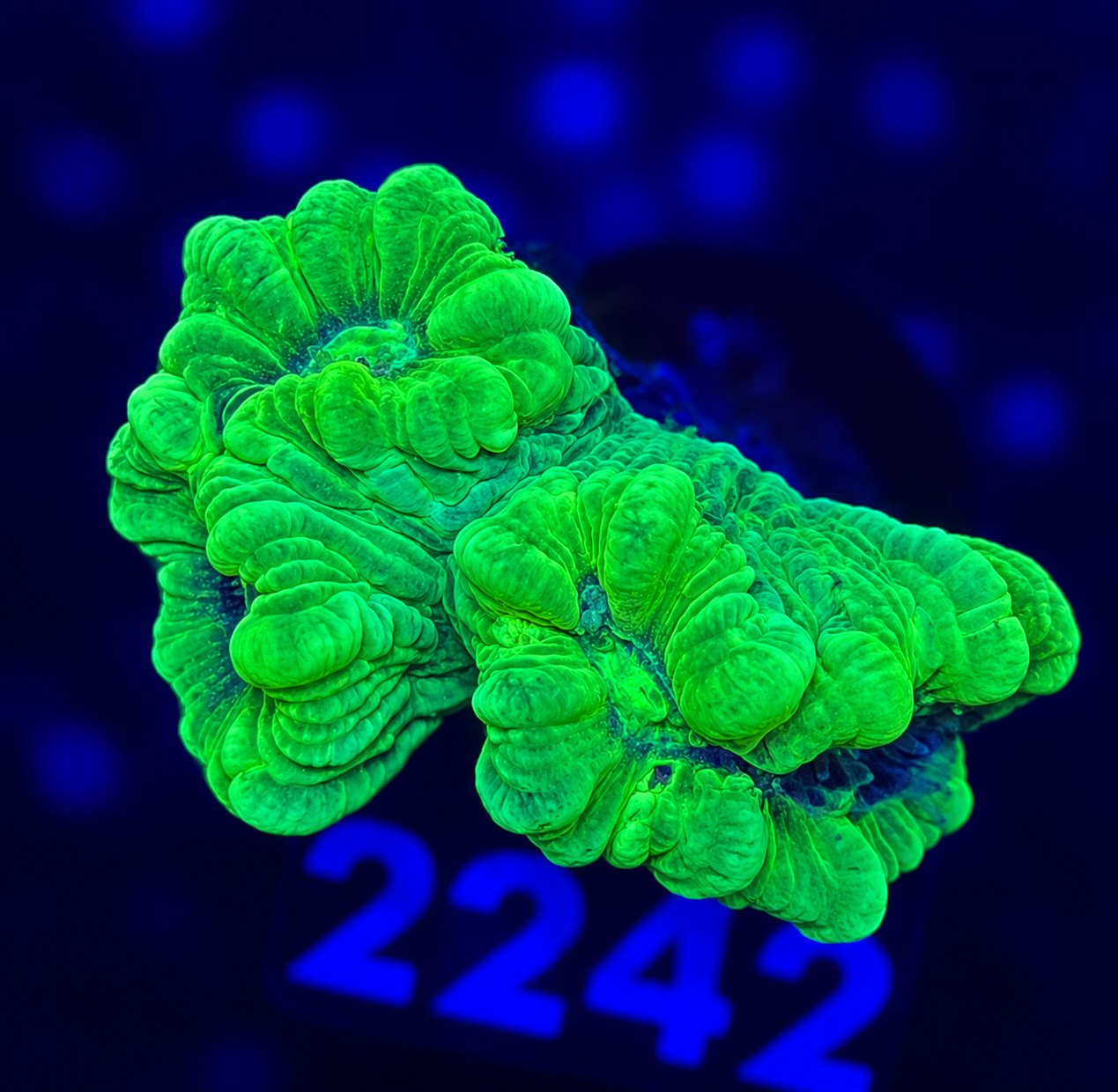 FMC Caulastrea curvata Kryptonite