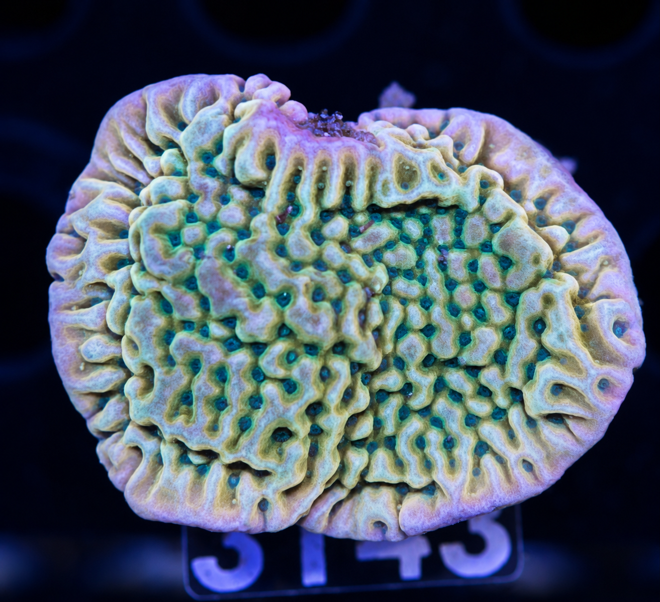 FMC Montipora palawensis Beach Bum