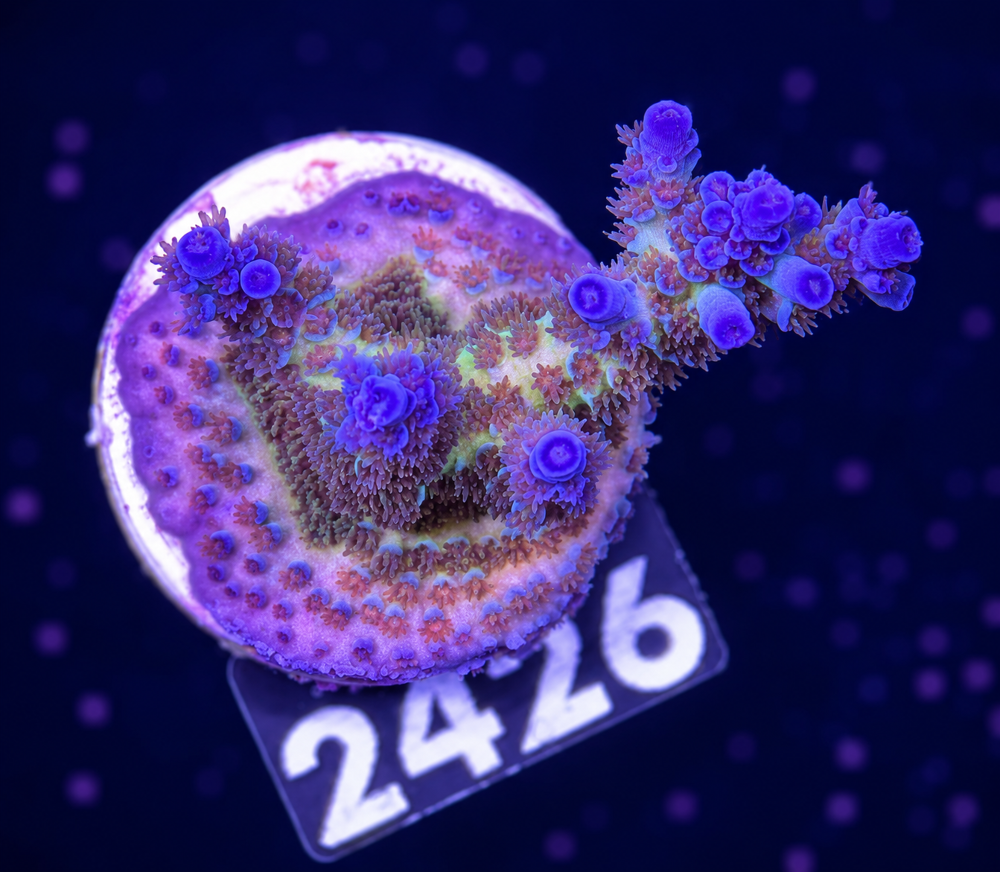 SciReef Acropora kenti Grade 2 Twin
