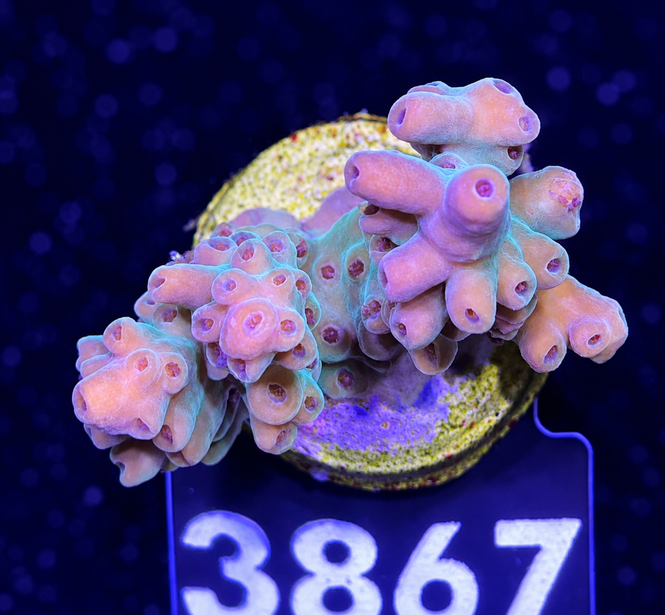 FMC Acropora sp