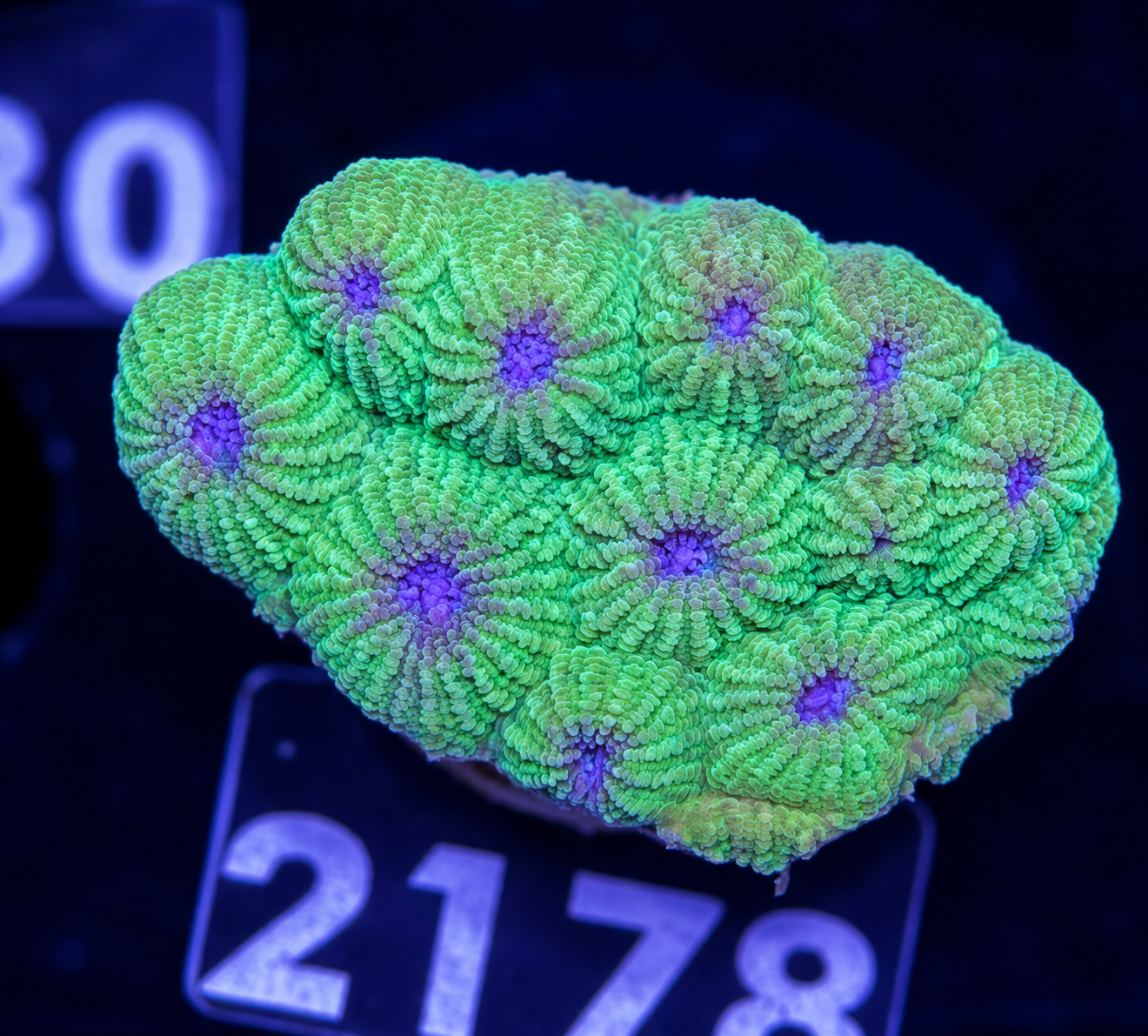FMC Diploastrea