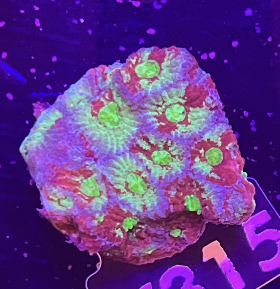 FMC Favia Slime Surprise V