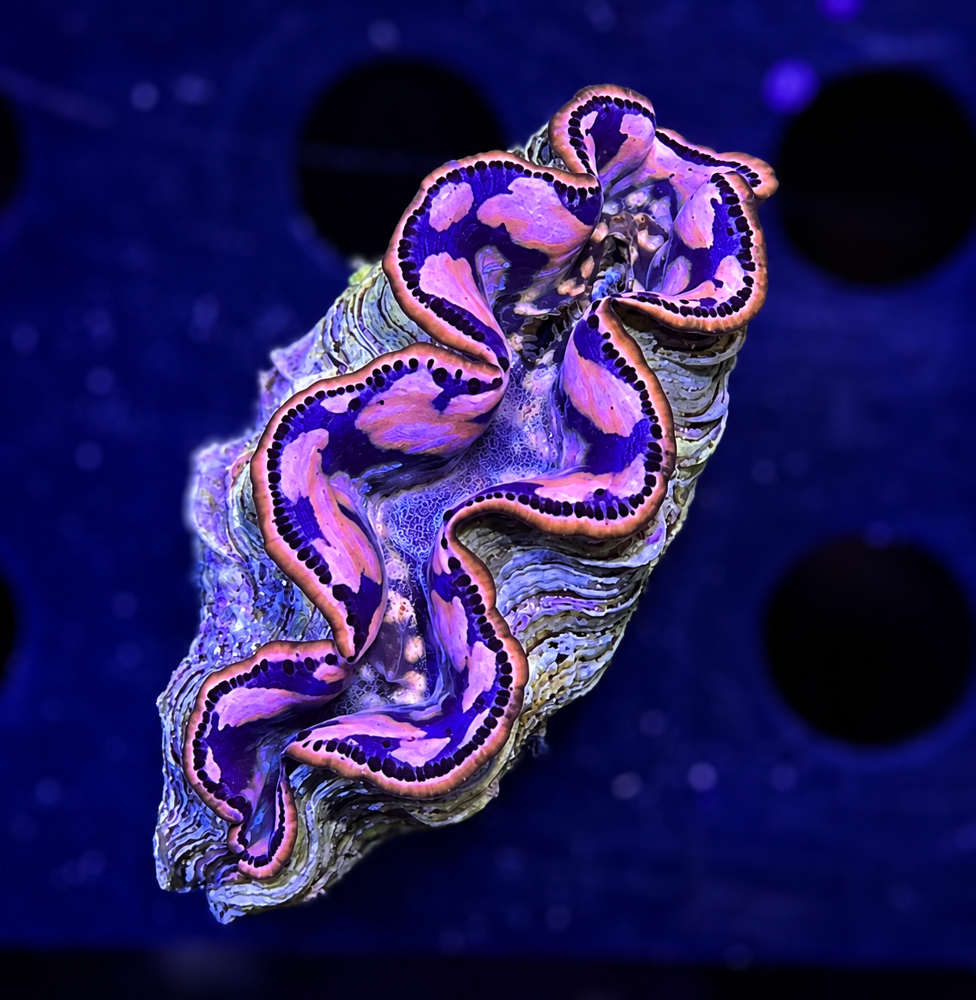 FMC Tridacna maxima