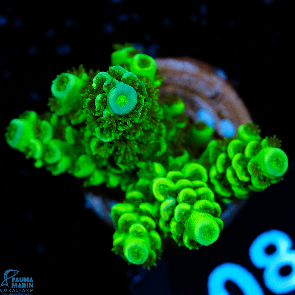 FMC Acropora tenuis Green