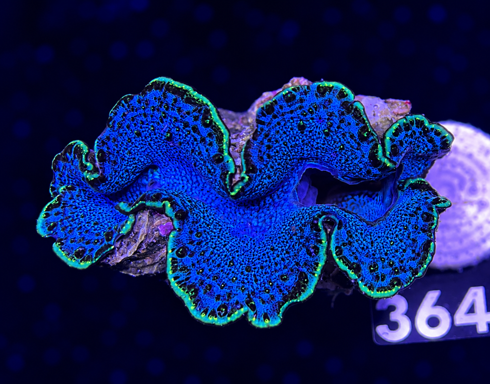 FMC Tridacna maxima