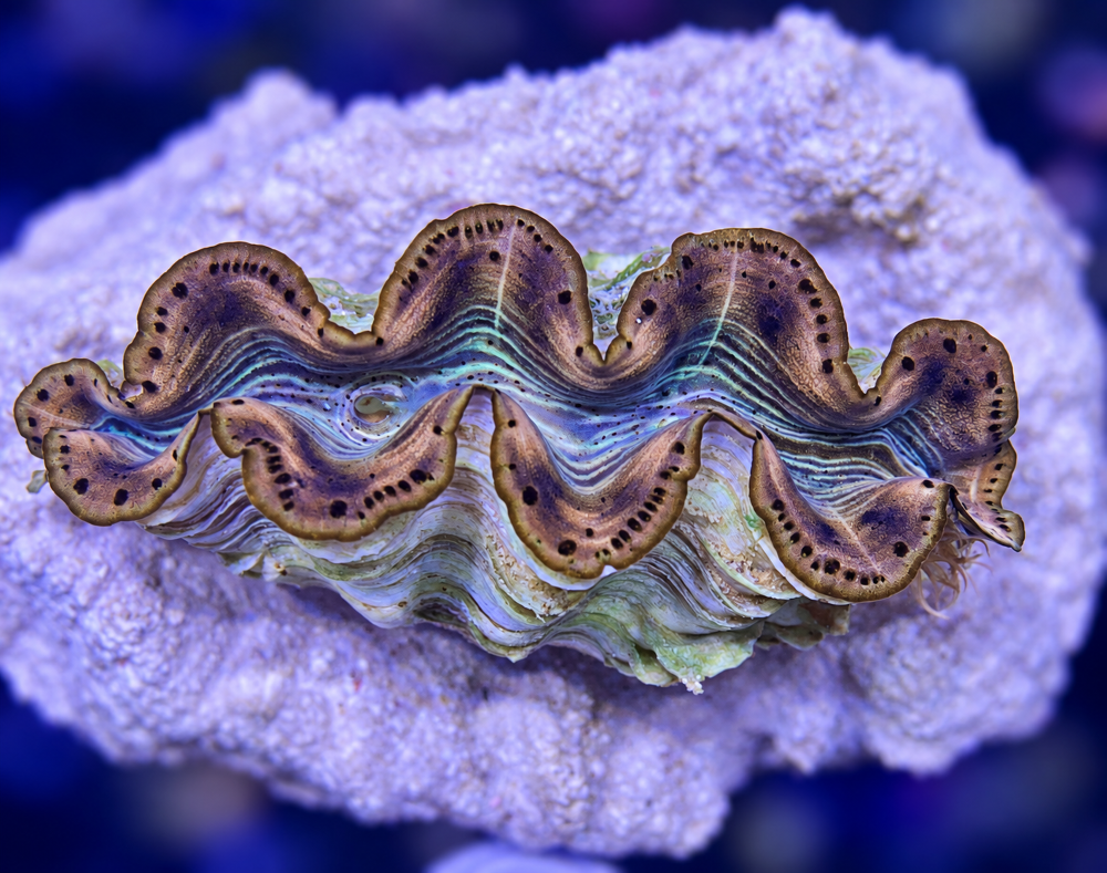 FMC Tridacna maxima