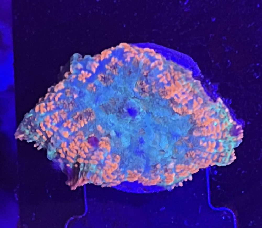 FMC Rhodactis orange Grinch V