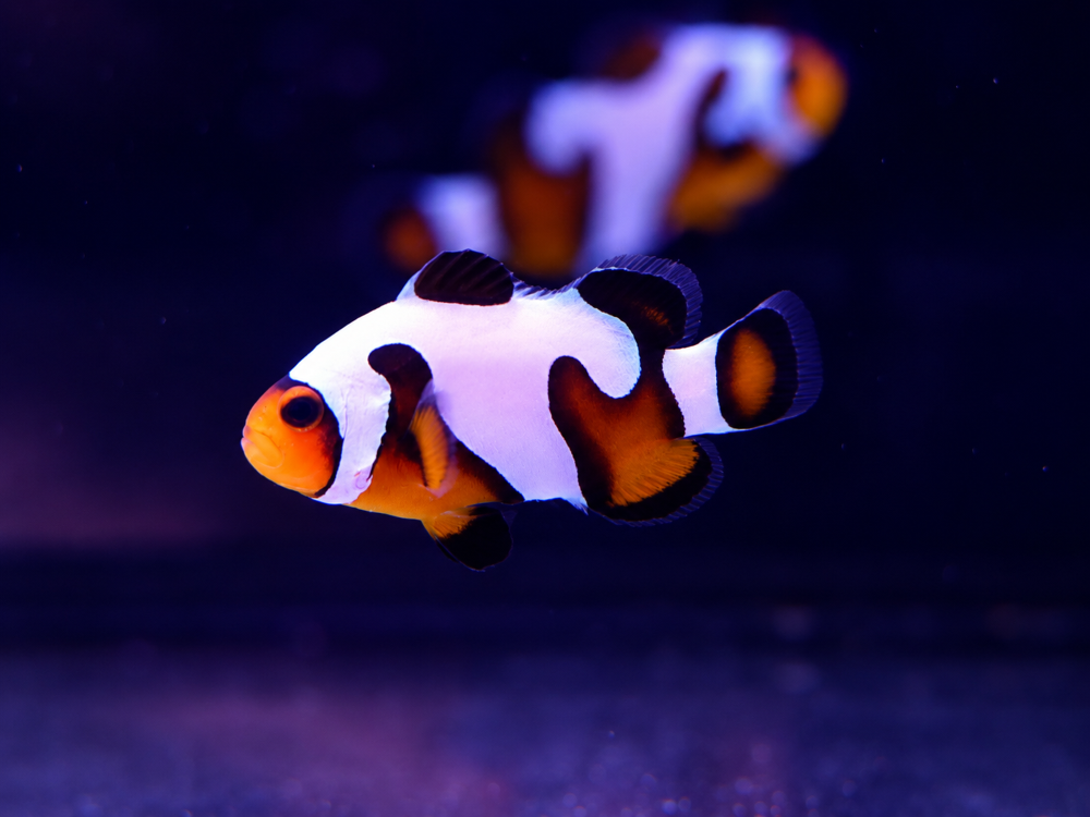 Amphiprion ocellaris - "da Vinci"    DNZ