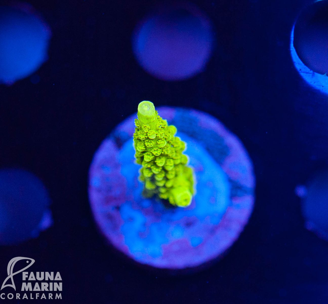 FMC Acropora Enzmann V (Daylight- + Filtershot picture!)