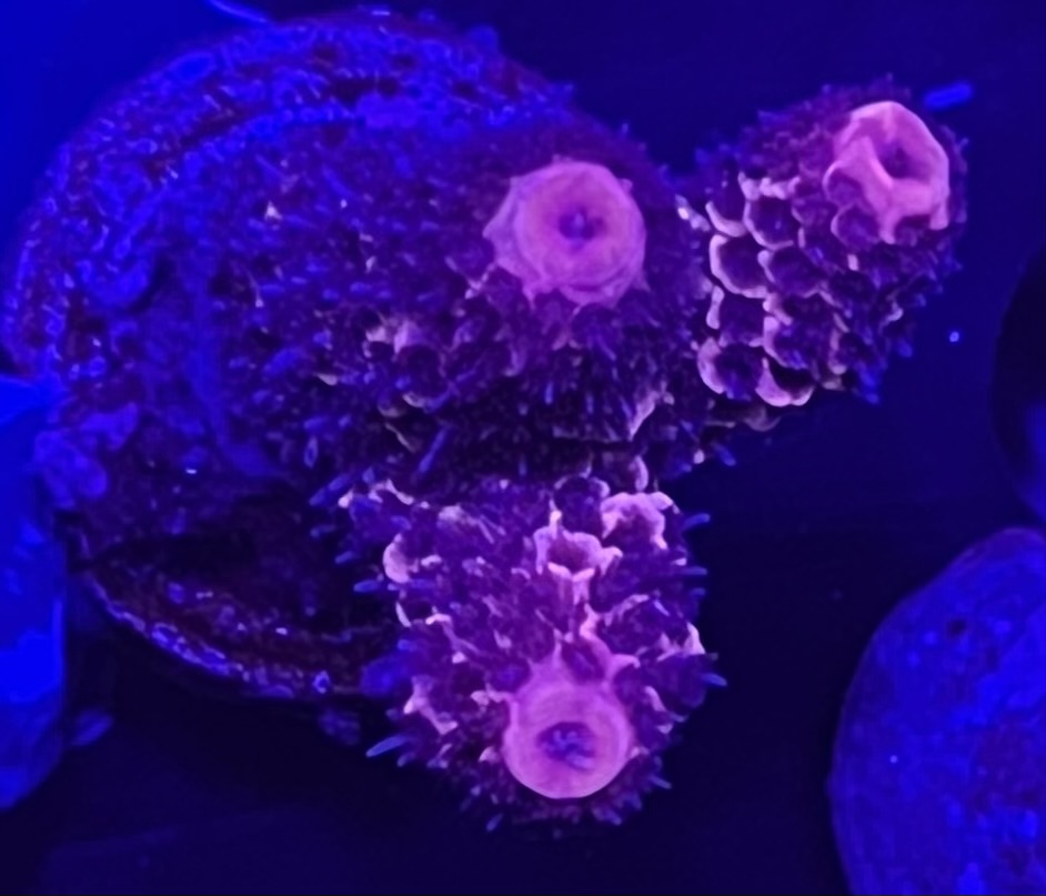 FMC Acropora Millepora red