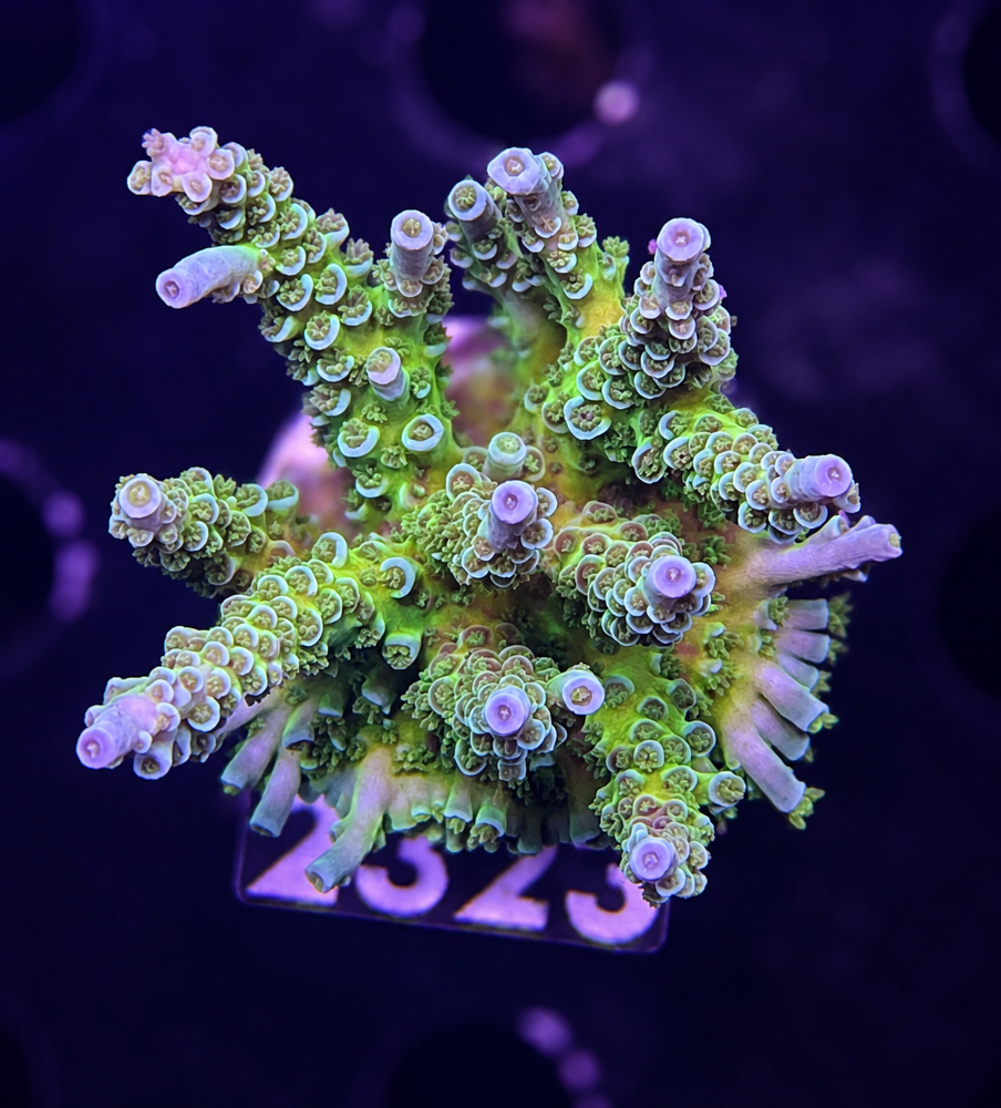 SciReef Acropora kenti Grade 1 MAXX Twin