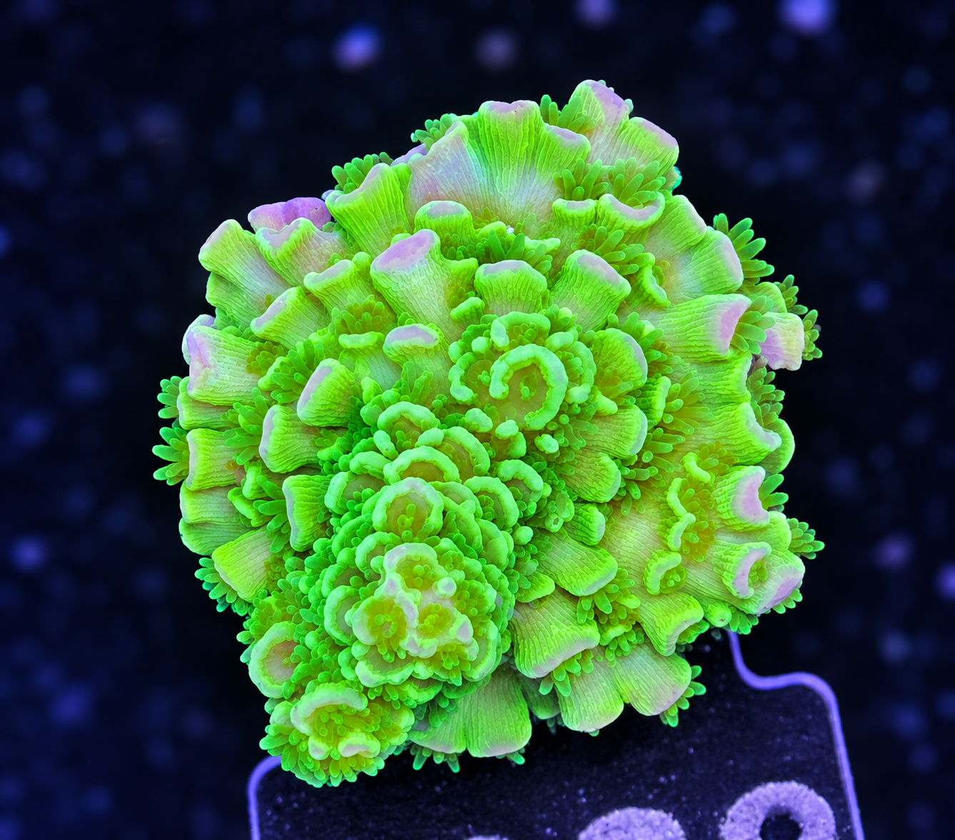 FMC Acropora tenuis green