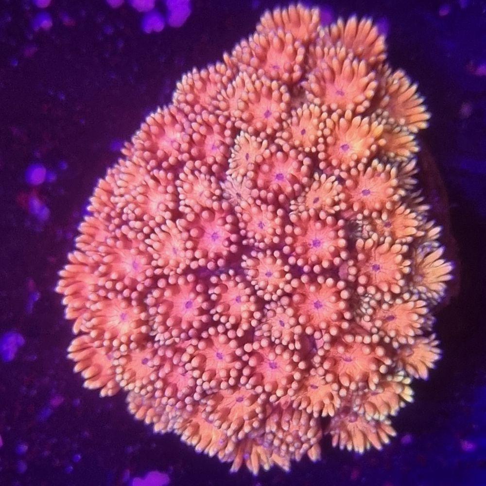 FMC Goniopora Pinky
