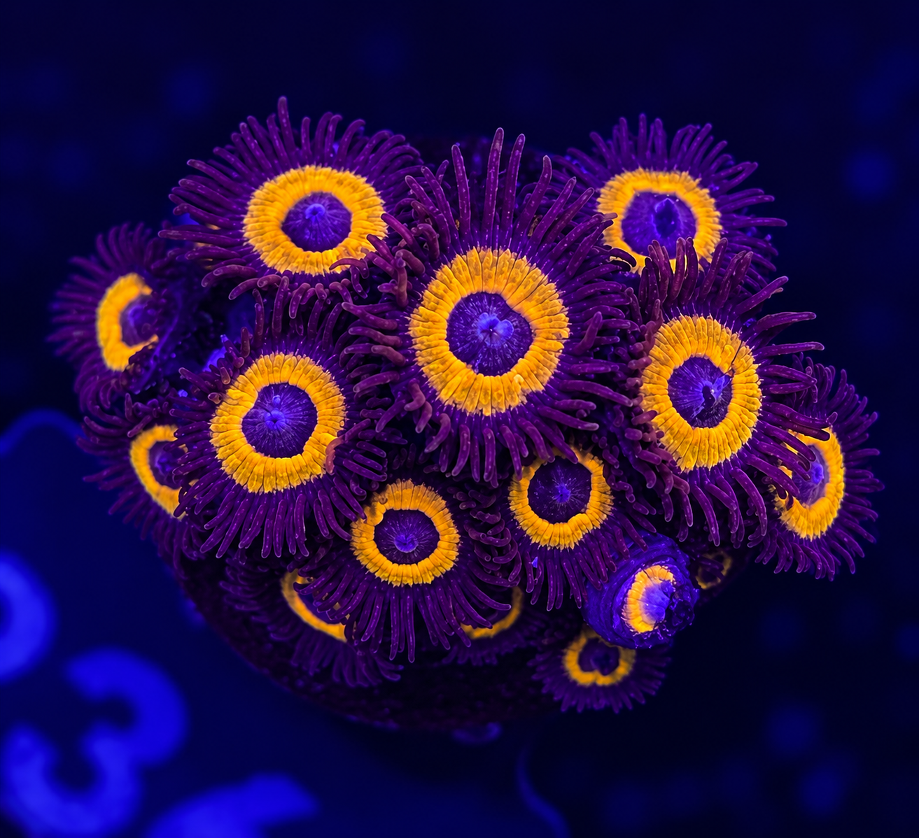 FMC Zoanthus Johnny Pumpkin