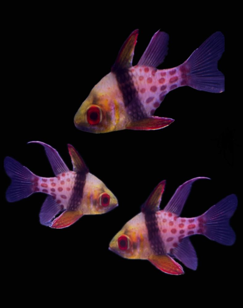 Sphaeramia nematoptera - Pyjama-Kardinalbarsch