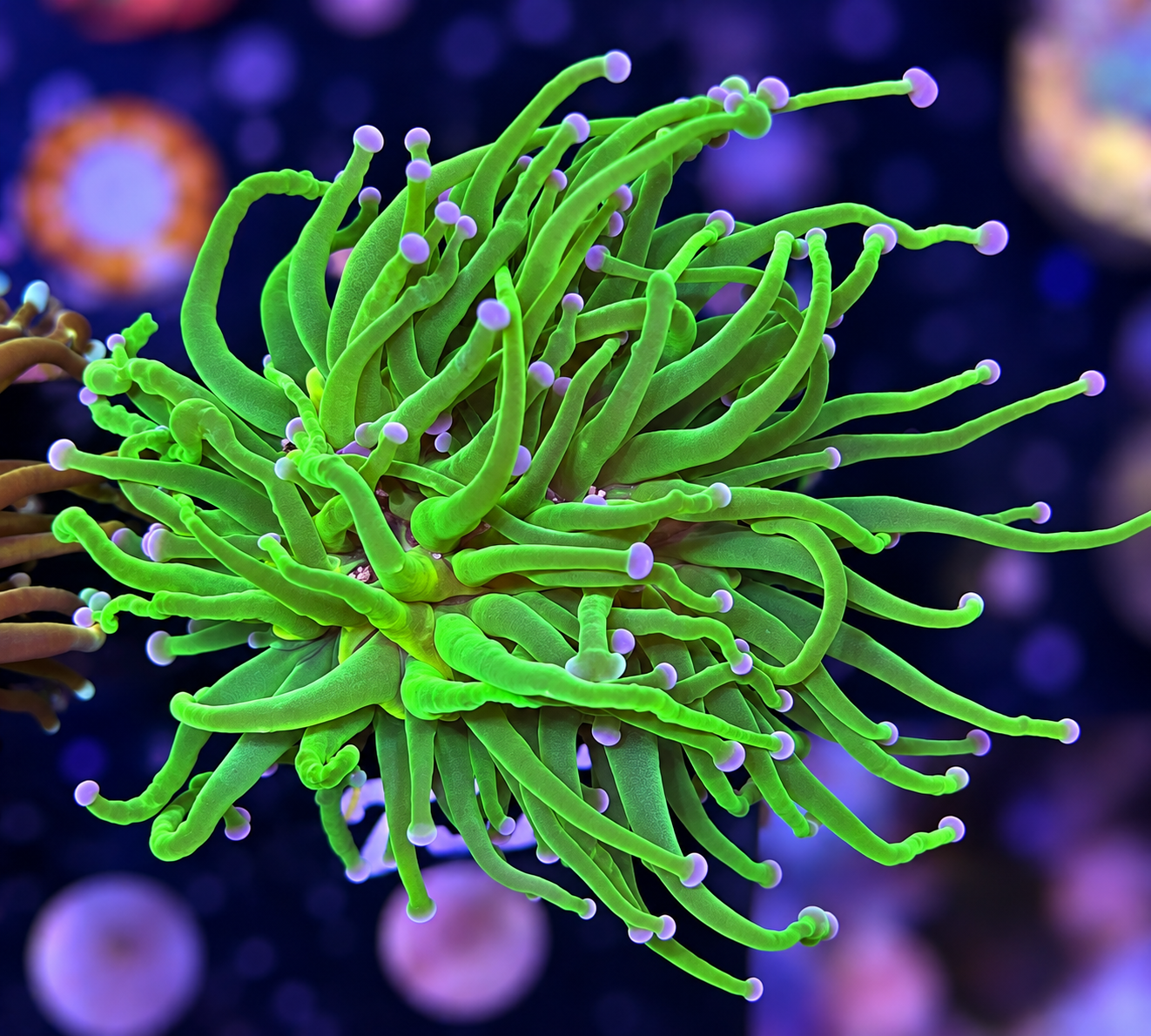 FMC Euphyllia glabrescens Toxic Green Purple