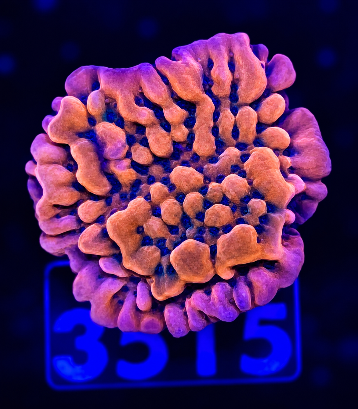 FMC Montipora palawensis Mean Streak