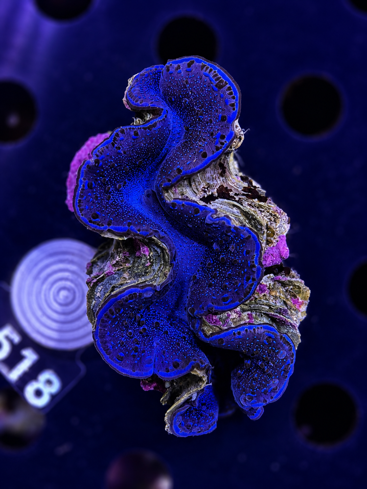 FMC Tridacna maxima