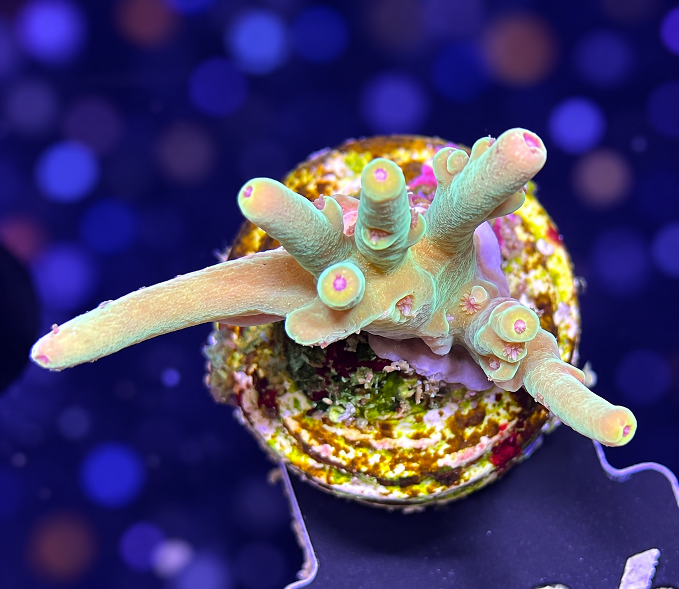 FMC Acropora caroliniana