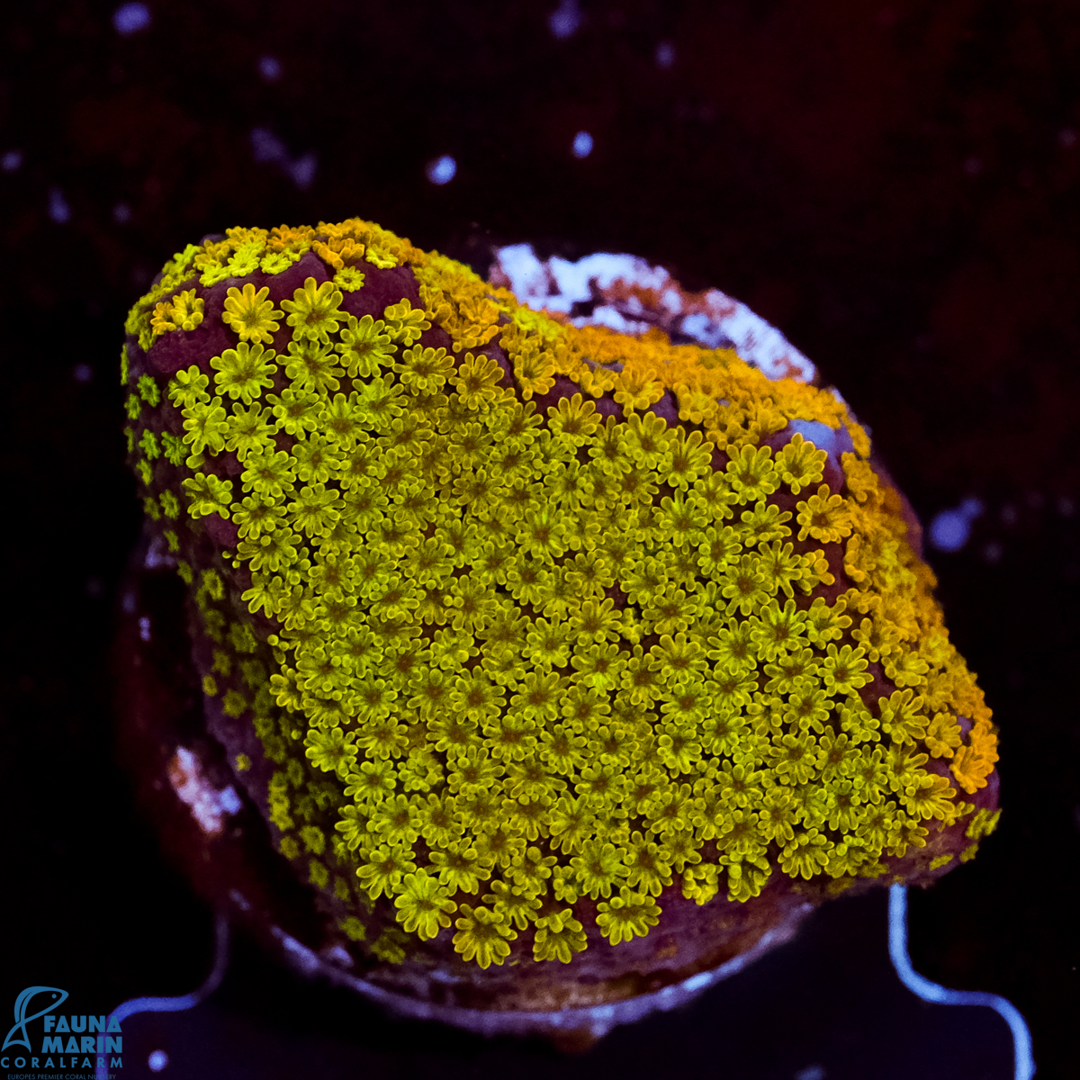 FMC Montipora Rainbow