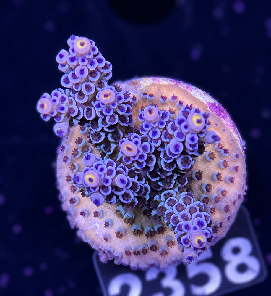 SciReef Acropora kenti Grade 2 Twin