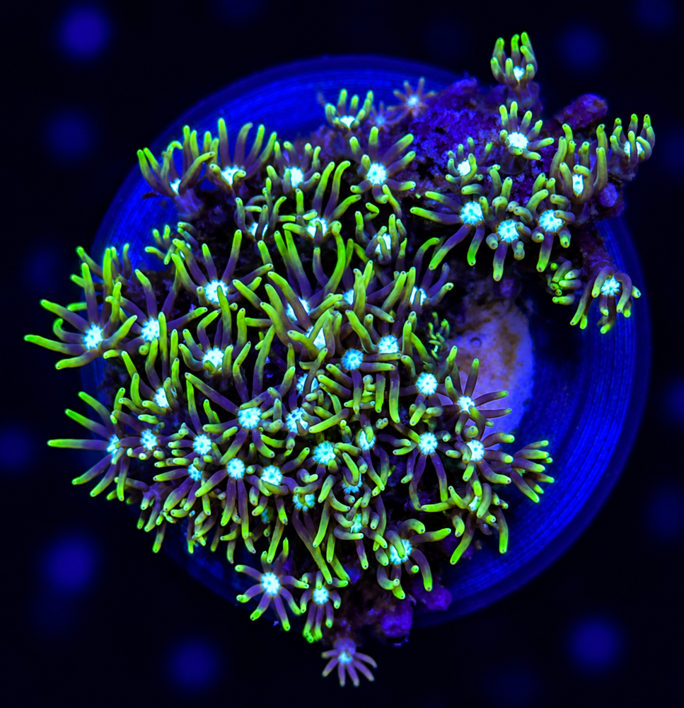FMC Pachyclavularia violacea + Coral Mount V