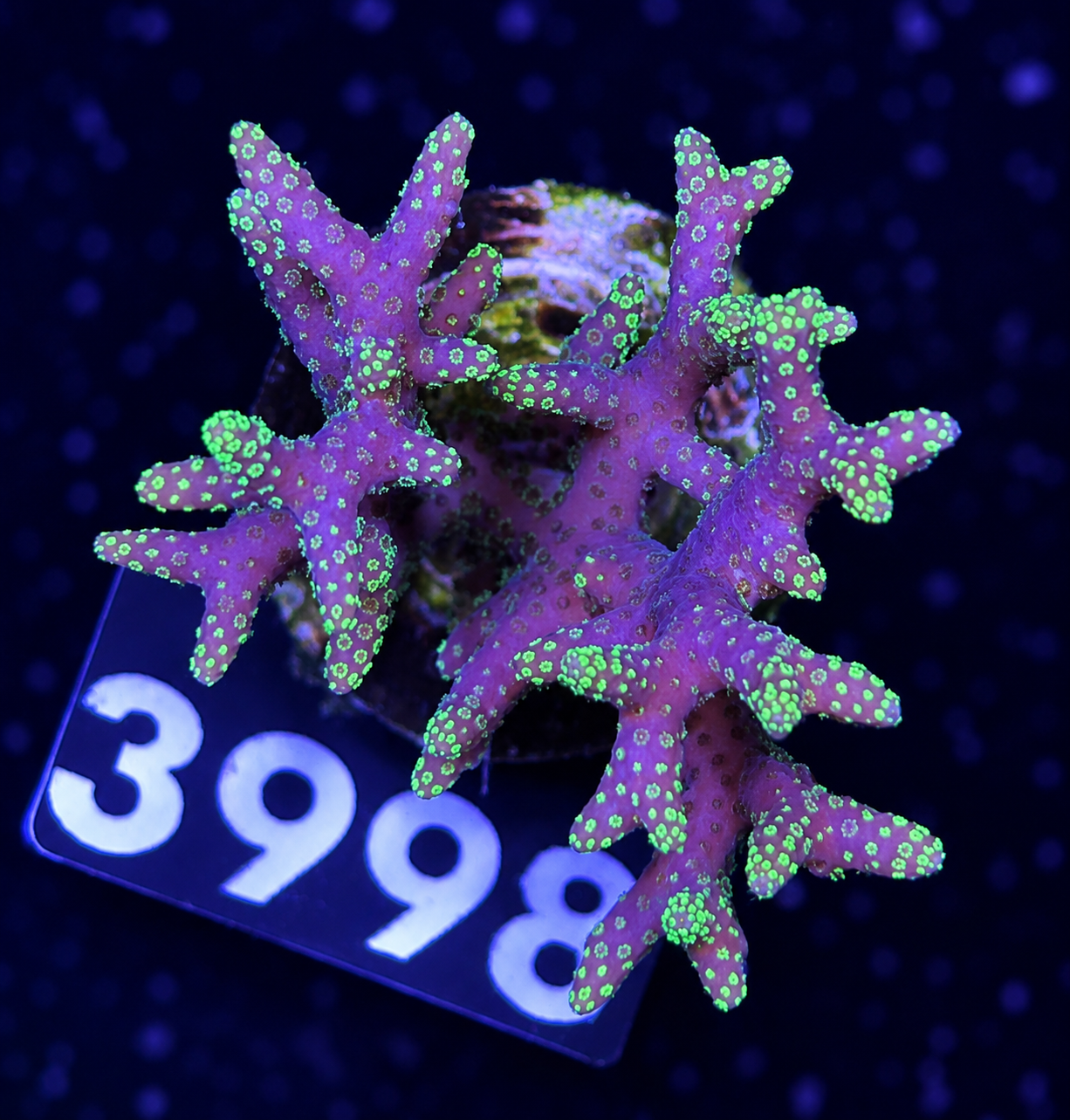 FMC Seriatopora pinki green polyps