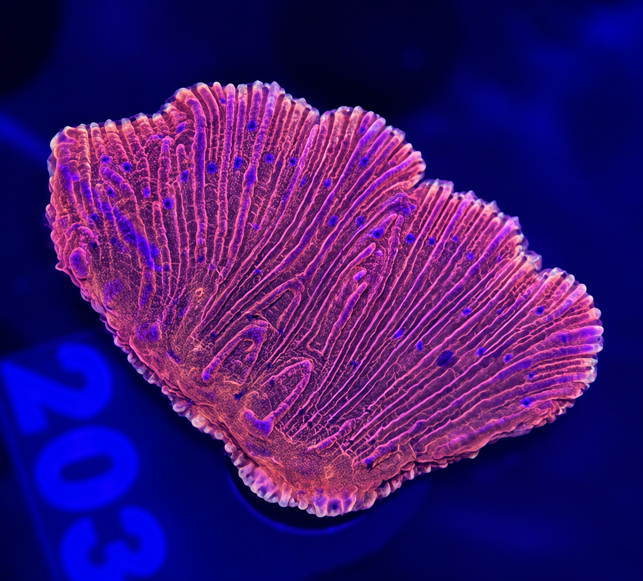 FMC Diaseris fragilis