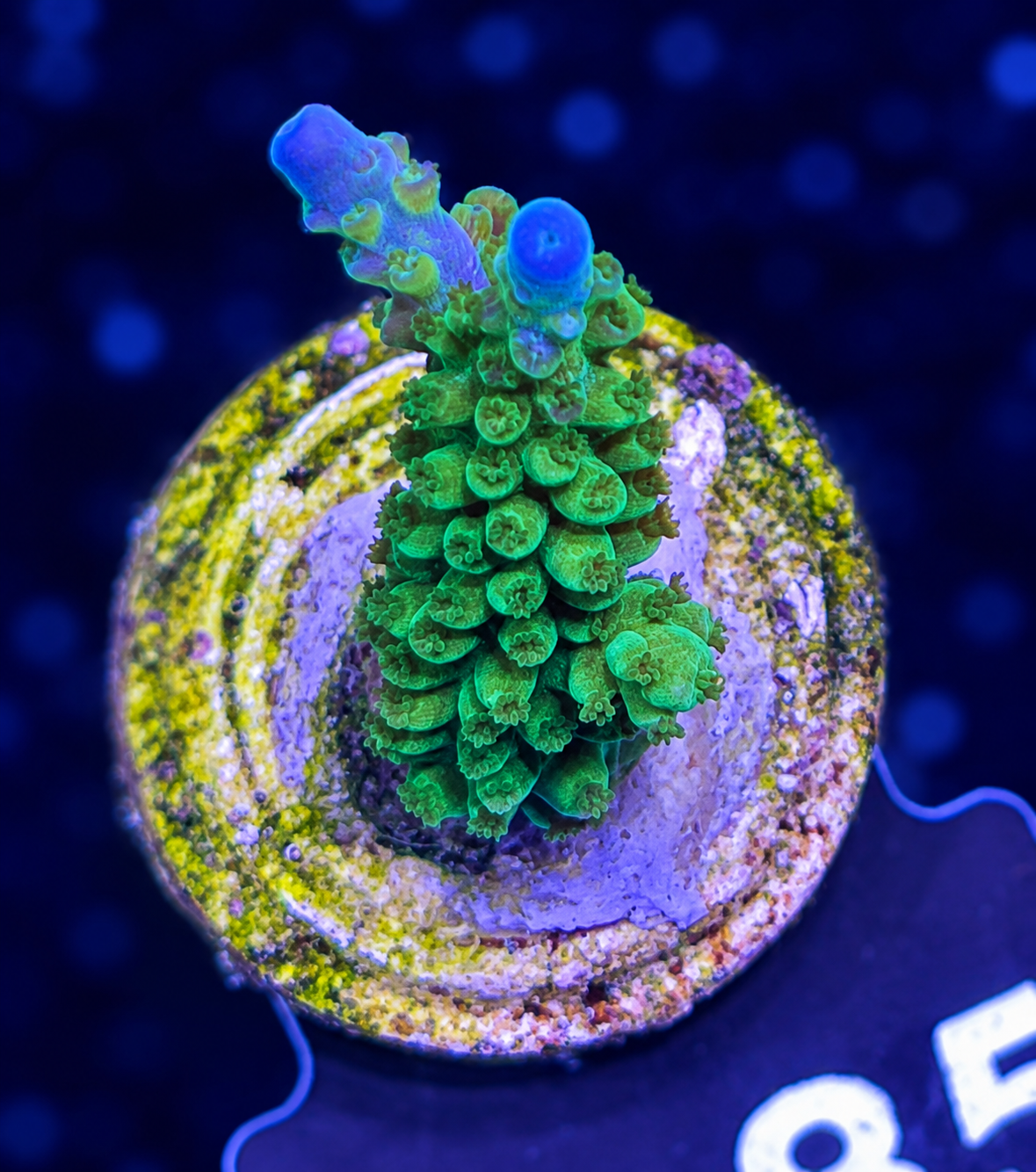 FMC Acropora Staghorn Blue Tip