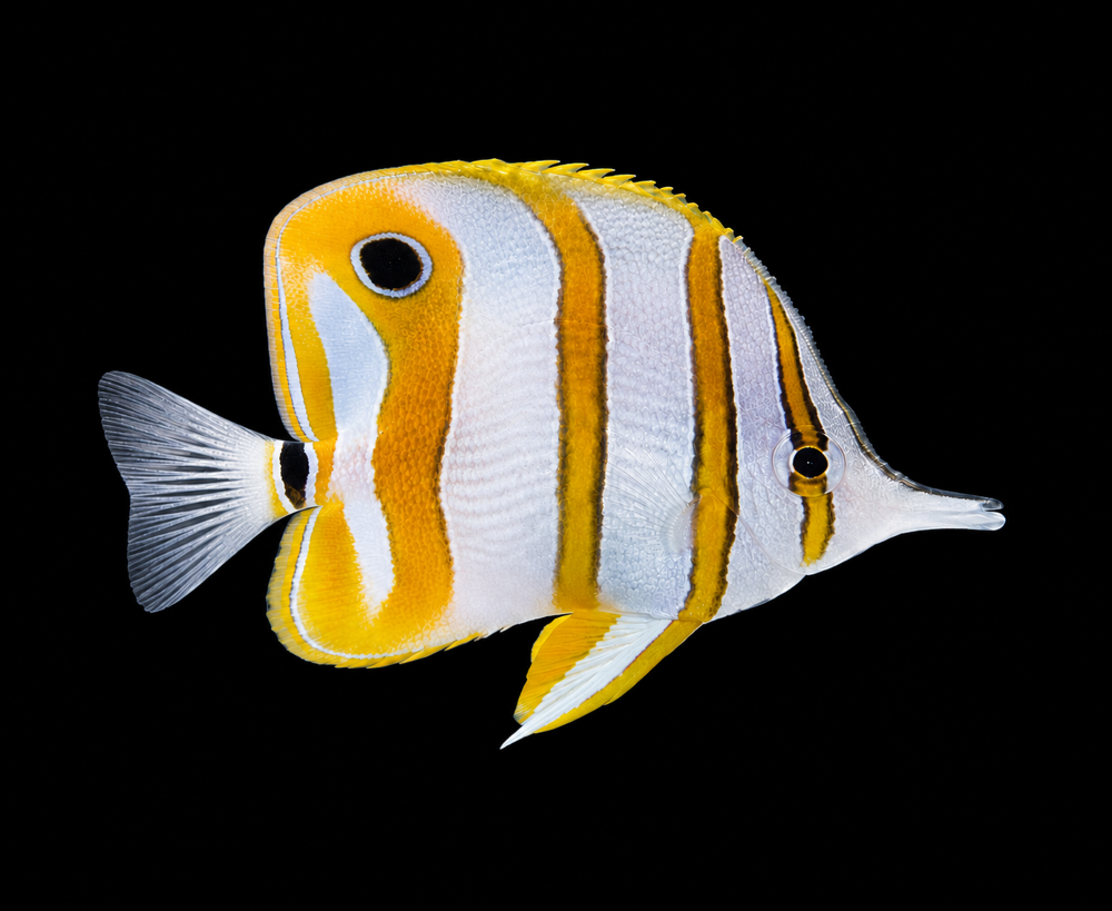 Chelmon rostratus - Orangebinden Pinzettfisch