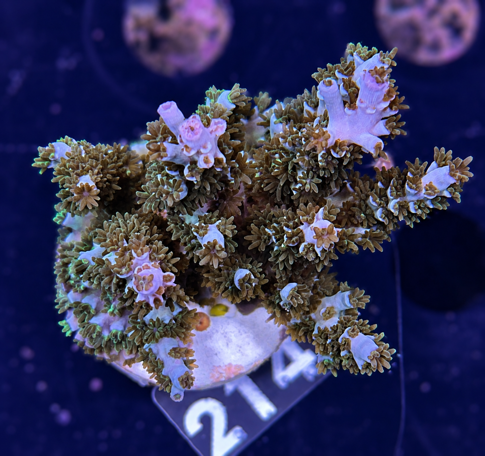 SciReef Acropora kenti Grade 1 MAXX Twin