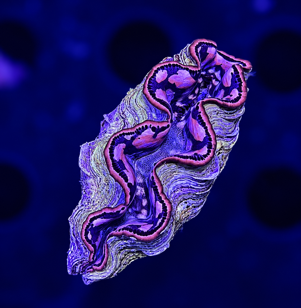 FMC Tridacna maxima