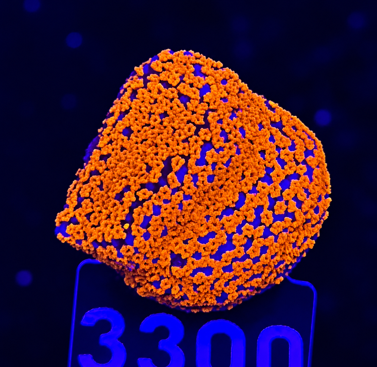FMC Montipora Superman