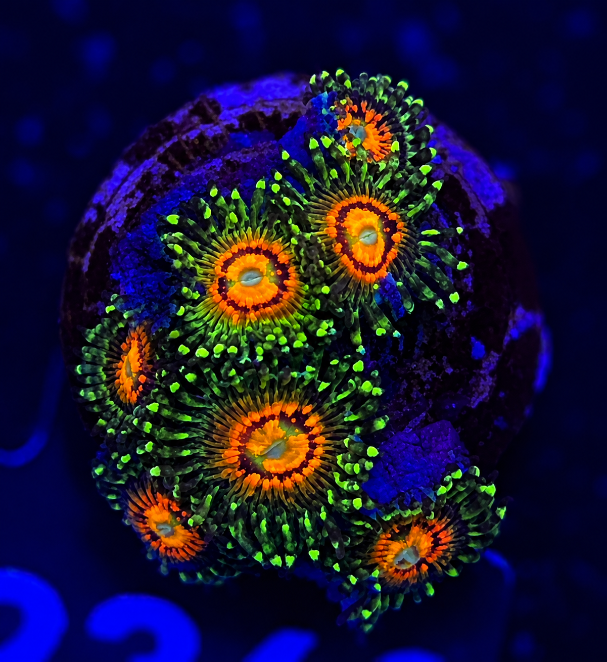 FMC Zoanthus Rainbow Incineator
