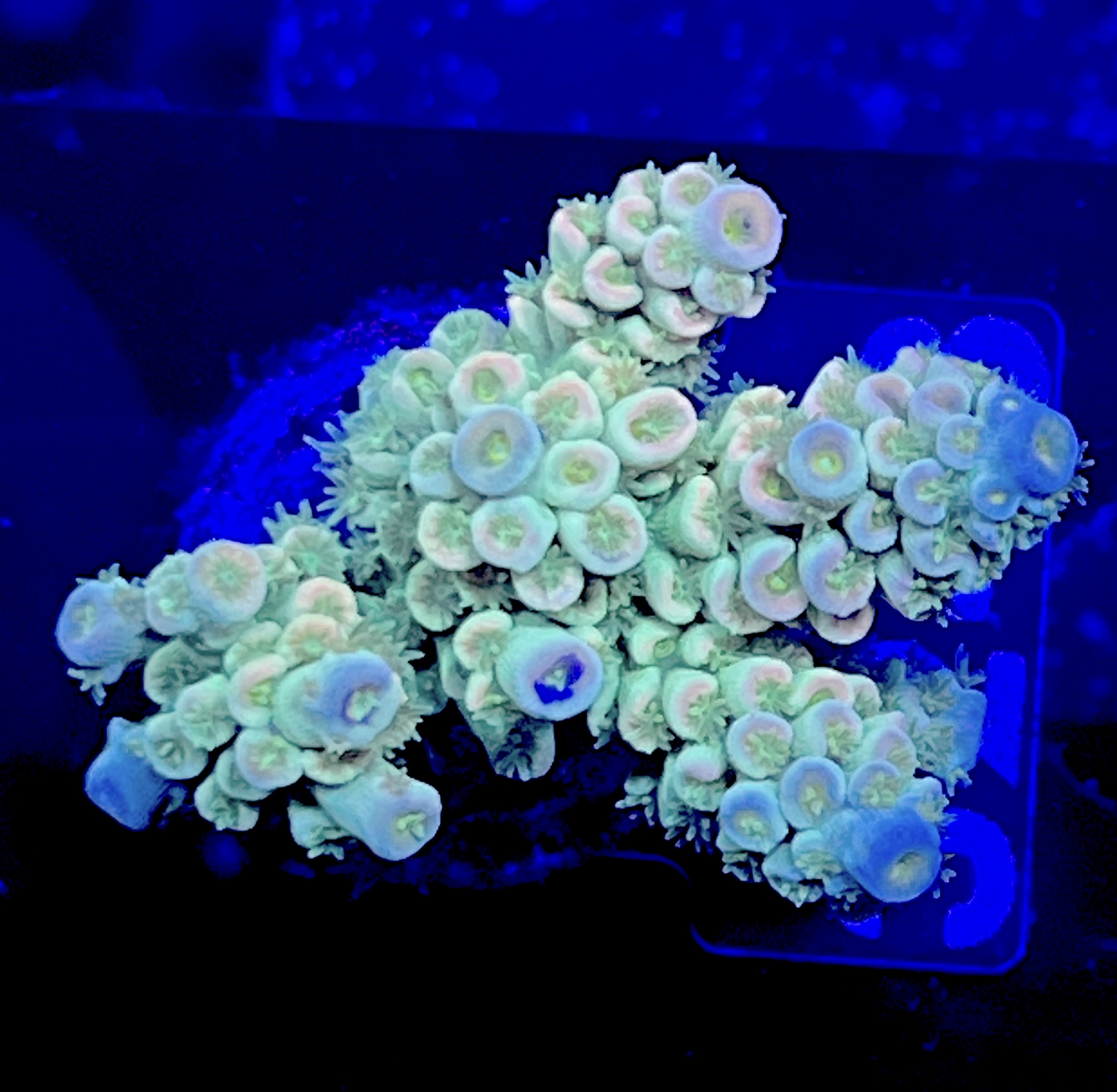 FMC Acropora tenuis yellow