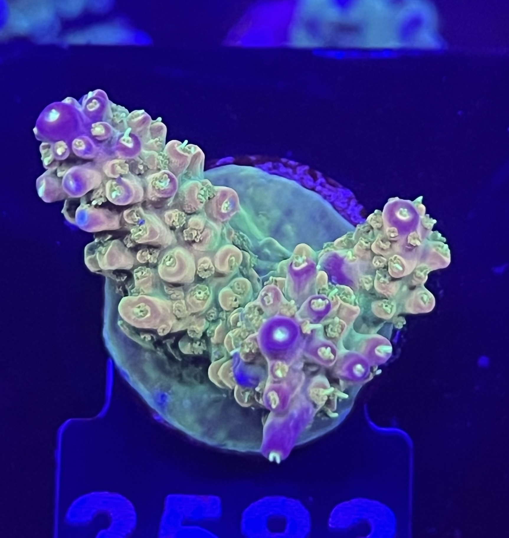FMC Acropora divaricata Sour patch