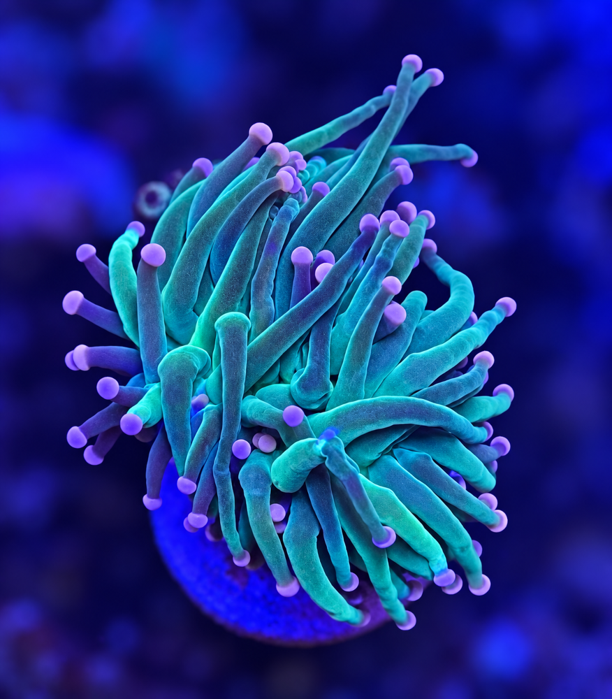 FMC Euphyllia glabrescens pink tips V