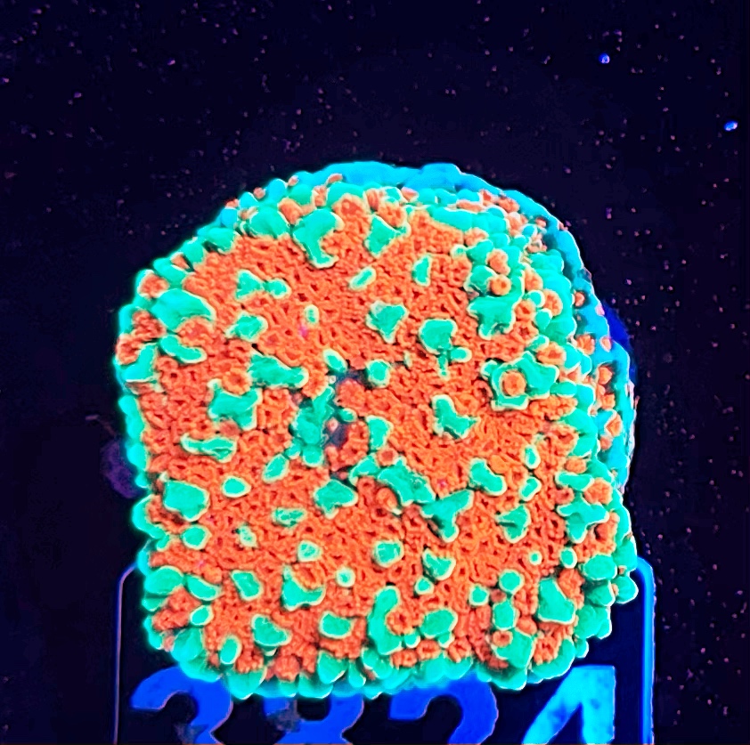 FMC Montipora Grinch