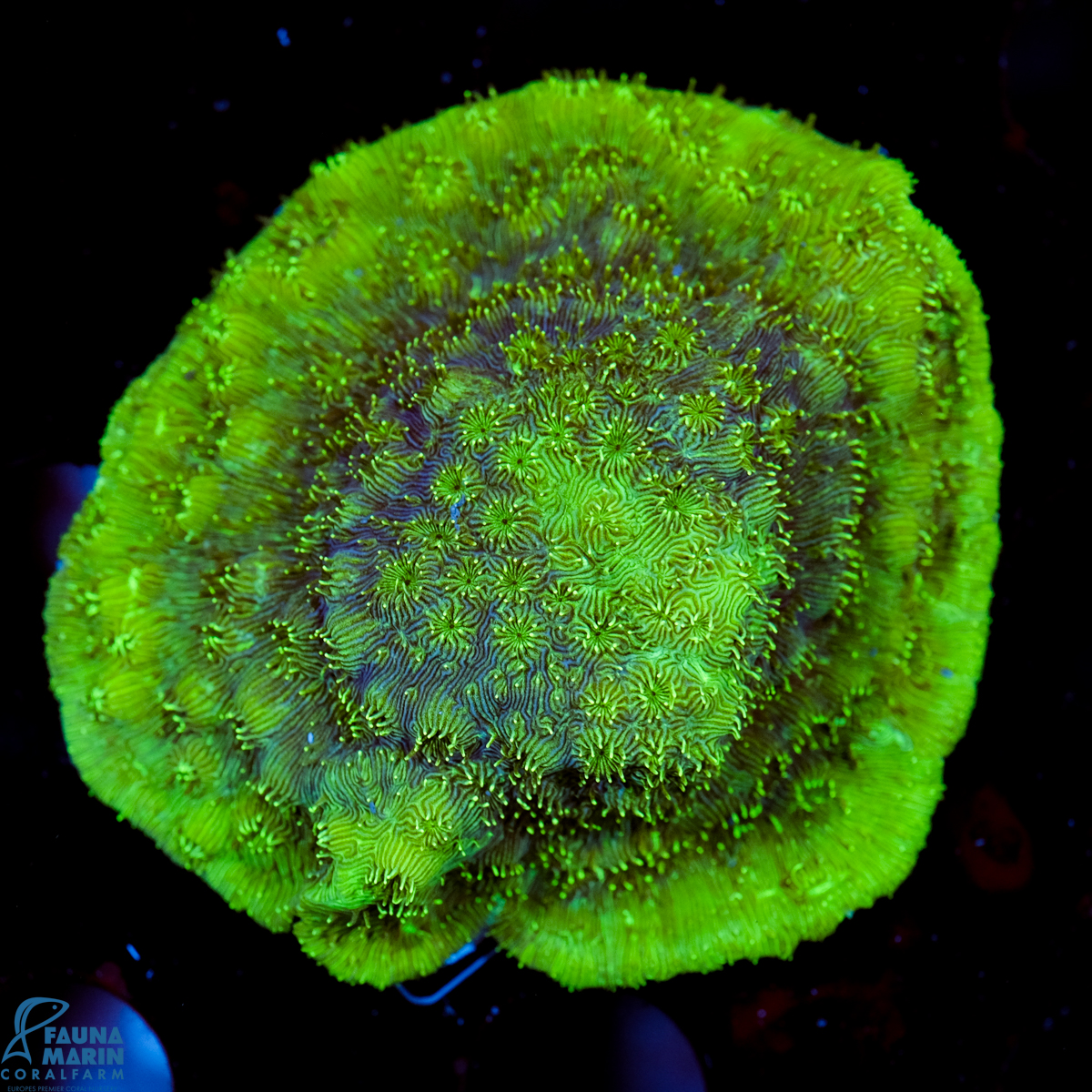 FMC Pavona maldivensis Green