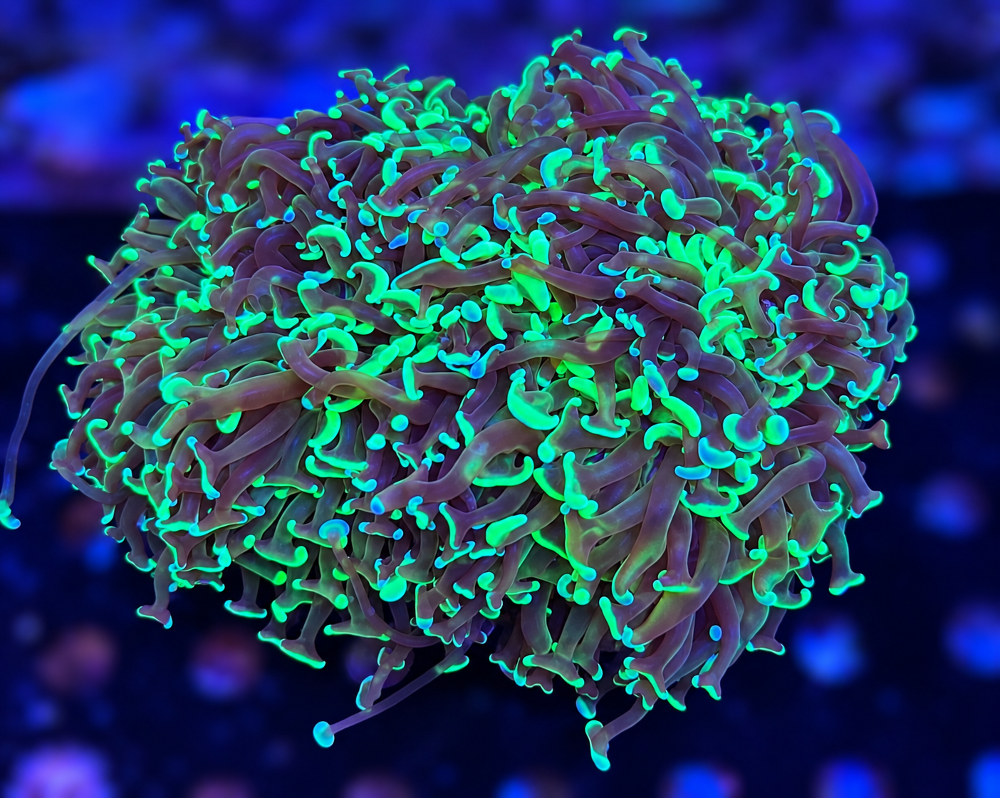 FMC Euphyllia ancora