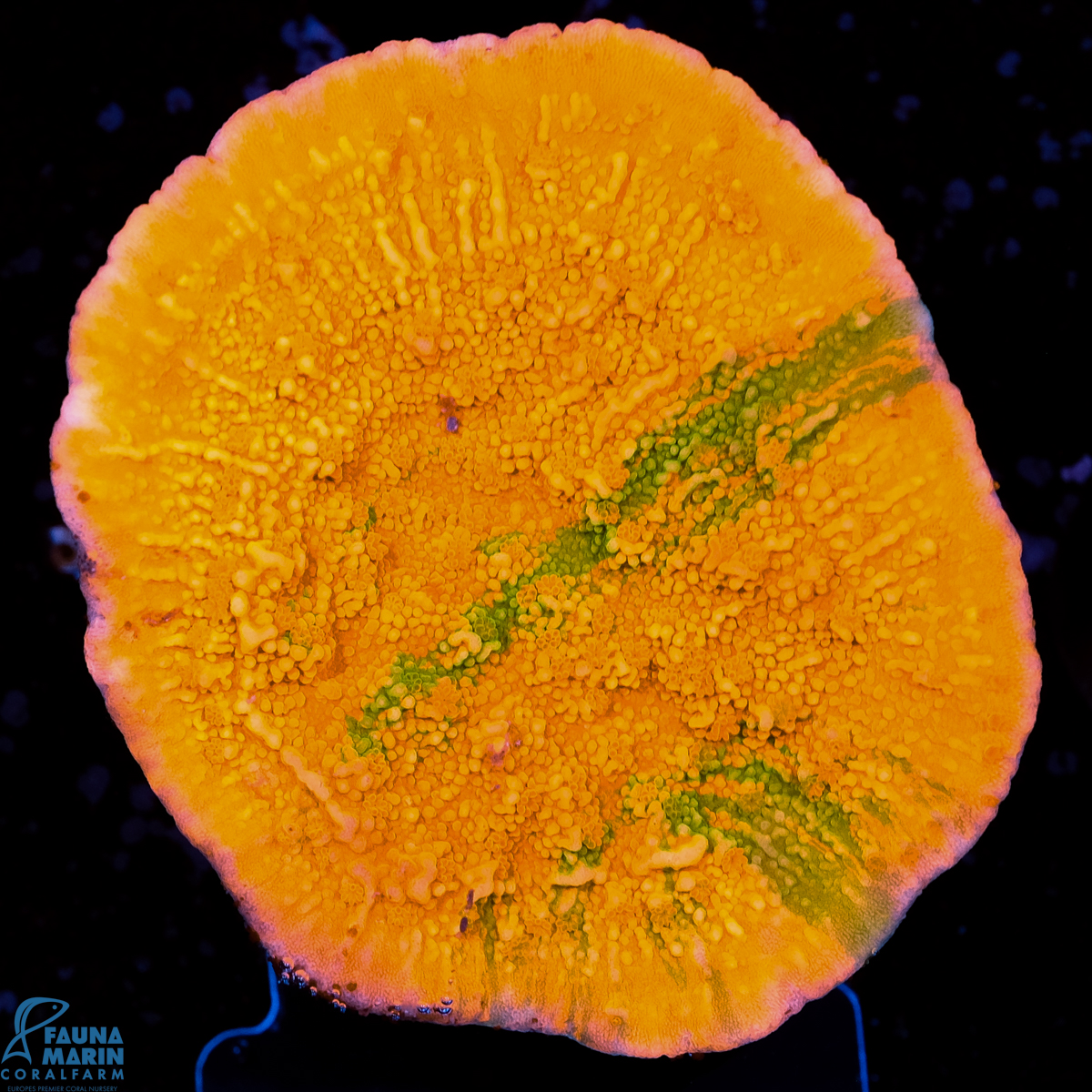 FMC Montipora grafted
