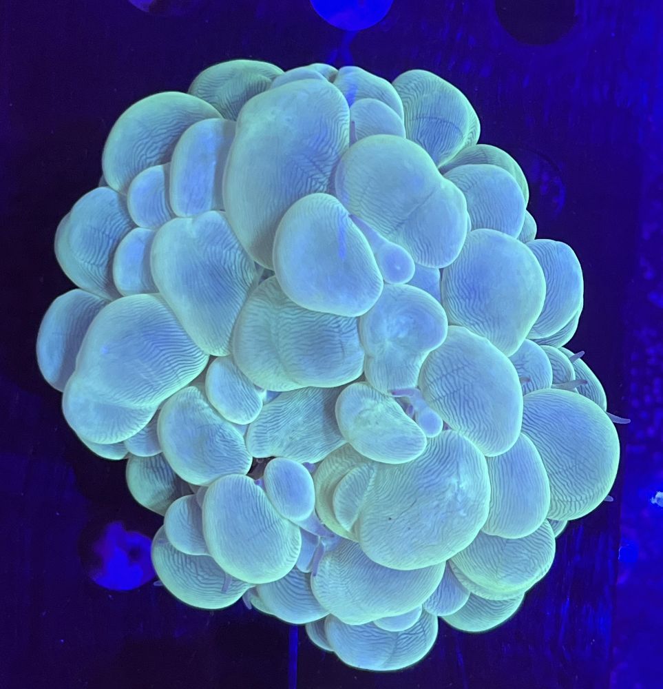 FMC Plerogyra sinuosa Green