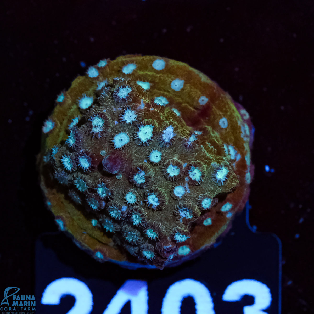 FMC Cyphastrea Blue Osé