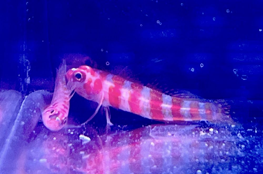 Trimma cana - Zuckerstangen Grundel