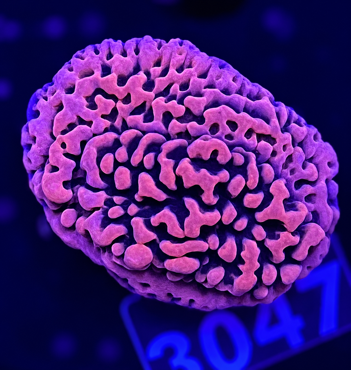 FMC Montipora Cherry Tree