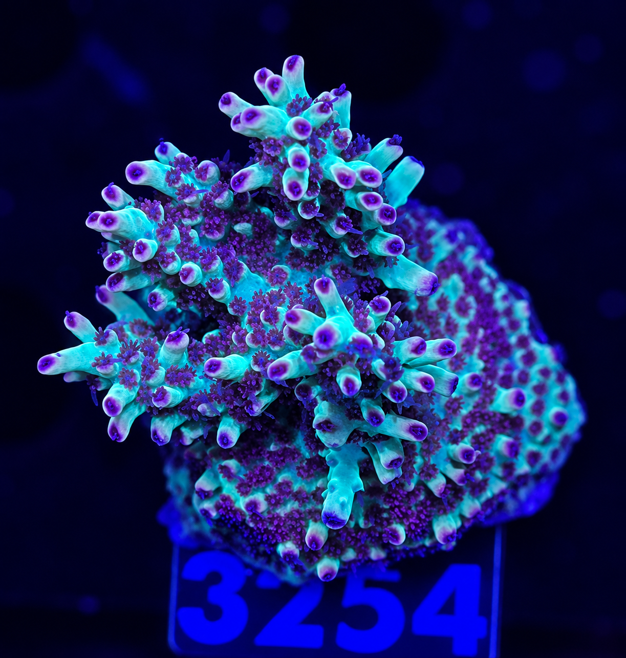 FMC Acropora microclados Strawberry Shortcake